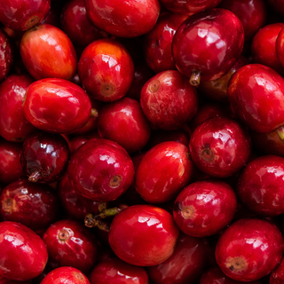 Coffee Fruit Extract
